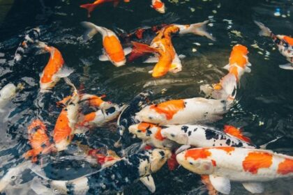 ca-koi