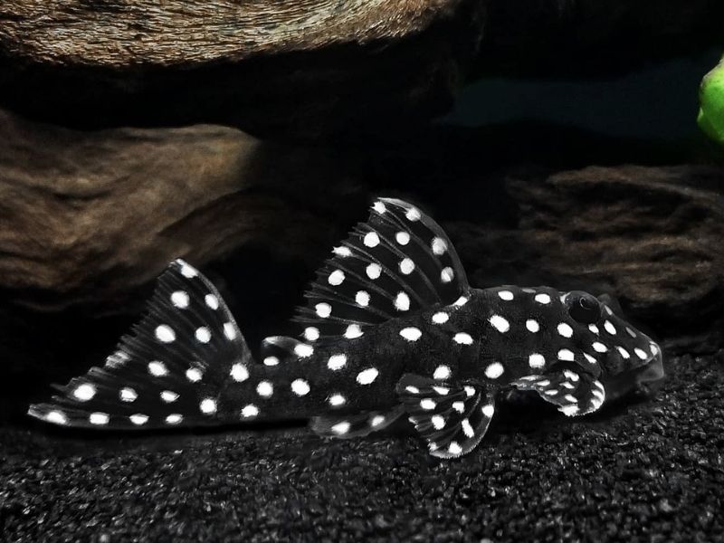 ca-pleco-2