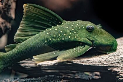 ca-pleco
