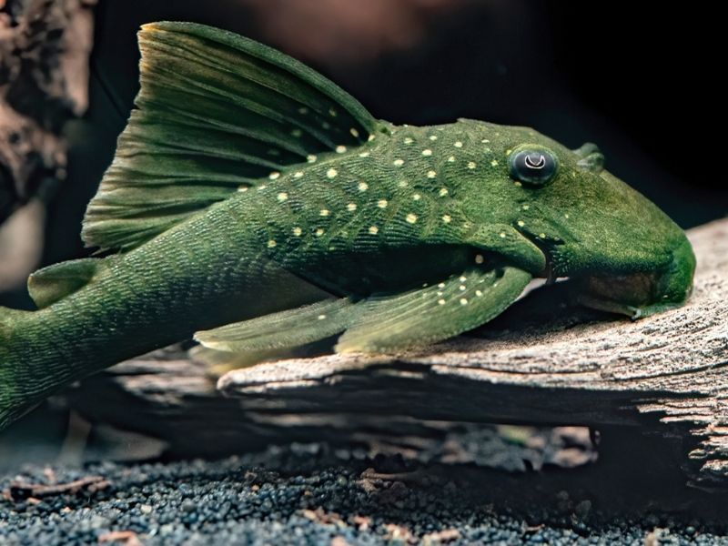 ca-pleco